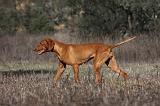 VIZSLA poil court 099